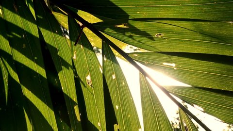 Slow motion moving shot under palm trees with beautiful sunbeam glimmering through green leaves in Asia, Thailand. Ecosystem and environmental concepts, vintage retro style.