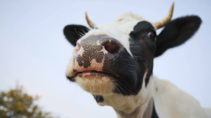 Black and white funny cow chews. The animal is looking at the camera, closeup. 4K | Shutterstock HD Video #1040138573