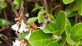 Close up video of a Common Drone Fly (Eristalis Tenax) sitting on a hedge leaf, preening itself. Shot at 120 fps.
