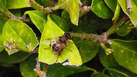 Close up video of a Common Drone Fly (Eristalis Tenax) sitting on a hedge leaf. Shot at 120 fps.
