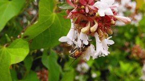 Close up video of a Common Drone Fly (Eristalis Tenax) collecting pollen from white Abelia flowers. Shot at 120 fps.
