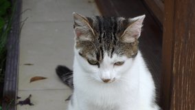 Closeup portrait of cute street stray cat meowing. Slow motion full hd video footage.