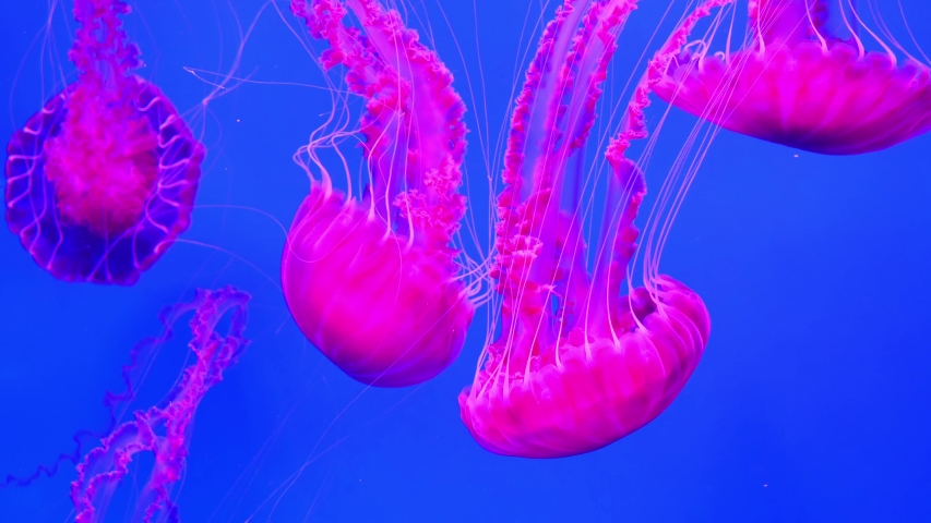 Slow motion, amazing pink medusas swims underwater Royalty-Free Stock Footage #1040149853