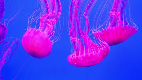 Slow motion, amazing pink medusas swims underwater