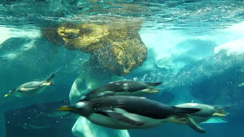 Slow motion, amazing king penguins swims underwater