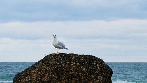 close up of seagull on the autumn sea beach