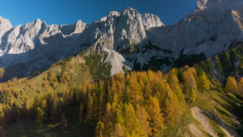4K drone aerial footage flying over autumn colored larch trees in alpine landscape with high cliffy mountains on sunny day with clear blue sky
