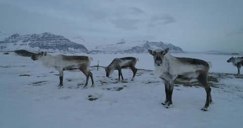 drone view of four reindeer without horns grazing among  field covered with white snow in front of  backdrop of the mountains on a gloomy winter day in Iceland. Deer staring at camera 