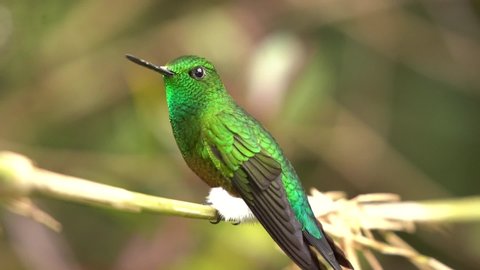 Coppery - bellied puffleg perched on a branch