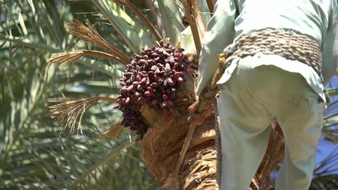  Egypt, Sharm El Sheikh - November 27, 2019: A man collects dates on palm trees. A man cut clusters of dates hanging on date palms. 