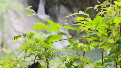 Small Australian waterfall in rainforest dense shaded green treebed during daytime. Closeup shot on 4k RED camera.