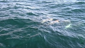 Slow motion video of wild dolphins, Australia