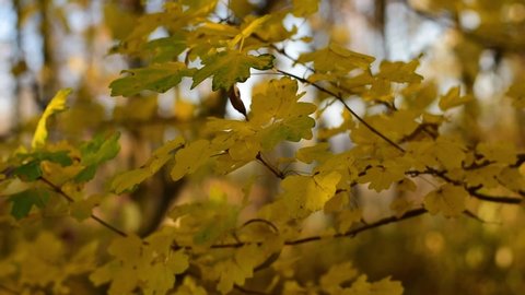 Shallow Focus View Of Small Stock Footage Video 100 Royalty Free Shutterstock