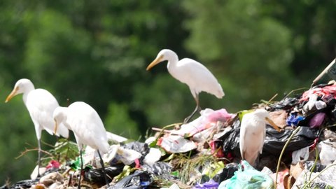 The cattle egret (Bubulcus ibis) forages on a pile of rubbish. Bubulcus ibis is a cosmopolitan species of heron (family Ardeidae) found in the tropics, subtropics, and warm-temperate zones.