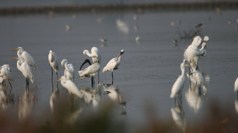 Black-faced spoonbill, Great egret, Intermediate egret, Black-headed ibis and Little egret, many kinds of shorebirds foraging food together on mudflat in the salt field at lower central of Thailand.
