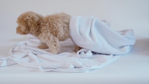 Adorable little puppy playing on a towel after bathing on a white background
