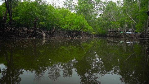 pool of water in the mangrove forest. sea water began to tide