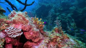 Marine inhabitants of coral reef in underwater Caribbean Sea. Concept of diversity of fish species and marine, inhabitants in tropical life of underwater wildlife, wild nature of sea lagoon.