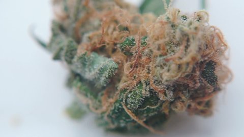 Closeup of medical cannabis in a laboratory. Cannabis lies on a white plate.