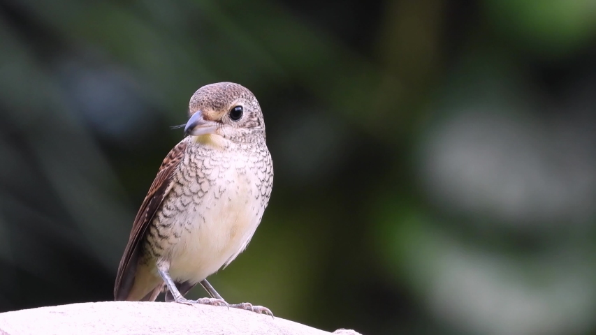 Juvenile tiger shrike bird standing on the tree alone.