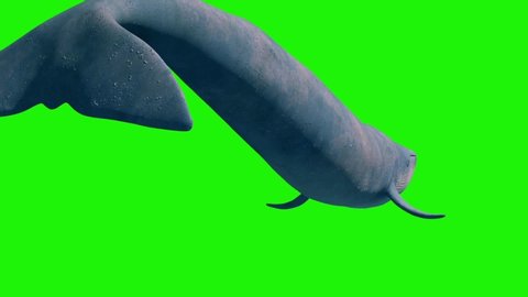 Blue Whale Green Screen Back Ocean Sea 3D Rendering Animation