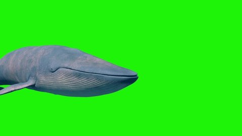 Blue Whale Green Screen Front Ocean Sea 3D Rendering Animation