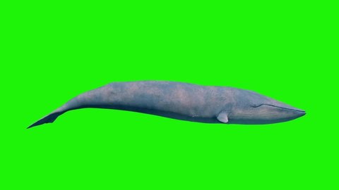 Blue Whale Green Screen Loop Side Ocean Sea 3D Rendering Animation