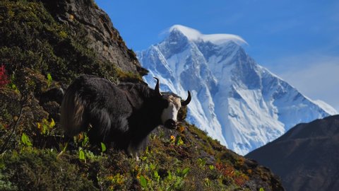 Yak on the background of Mount Everest in the clouds, Nepal, static handled shot