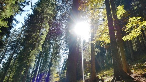 low angle slow camera panoramic shot in the deep forest of spruce trees and other foliage with sun shining through the trees in the autumn morning