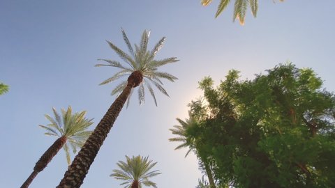 Camera looks up as it moves past rows a palm trees 