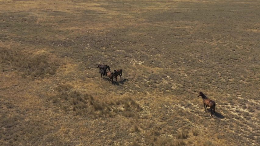 Aerial view wild horse with foal grazing on dry grass filed in Crimea | Shutterstock HD Video #1040223794