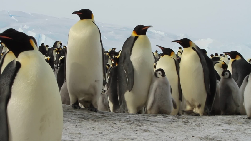 A colony of Emperor penguins (aptenodytes forsteri)on the ice of Davis sea,Eastern Antarctica | Shutterstock HD Video #1040224769