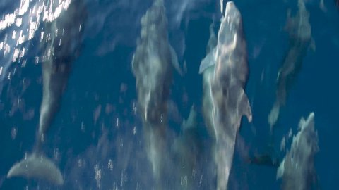 Playful dolphins swimming as a family - Steady shot