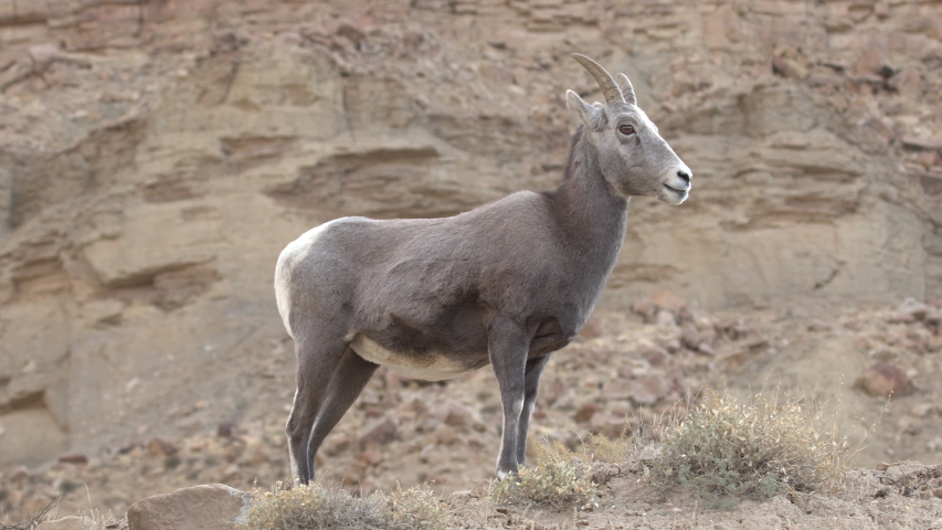 Bighorn sheep ewe standing on hill top as background moves while moving around.