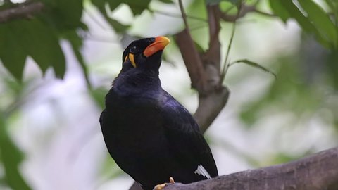 A Common Hill Myna (Gracula religiosa) is perching on a tree branch, then fly away, blurred background.