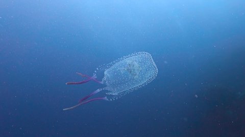 Small Box Jellyfish Small Fish Inside Stock Footage Video (100% Royalty ...