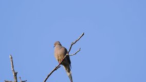 A beige mourning dove perched on a leafless treetop against a blue sky background. 25 sec/24 fps. 40% speed. Clip 4 - Powered by Shutterstock - Get 15% off with code: PIKWIZARD15
