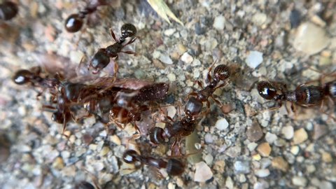 Macro shot of brown ants seening across small assorted rocks and a piece of tree bark.
