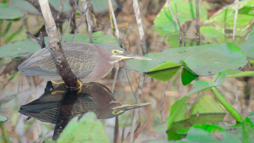 green heron in everglades swamp catching fish