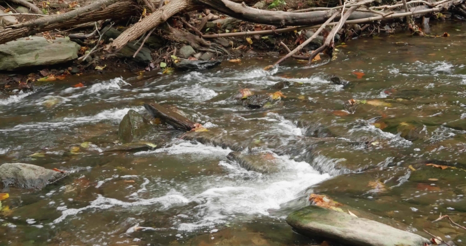 Water streams over rocks and branches, Wissahickon Creek