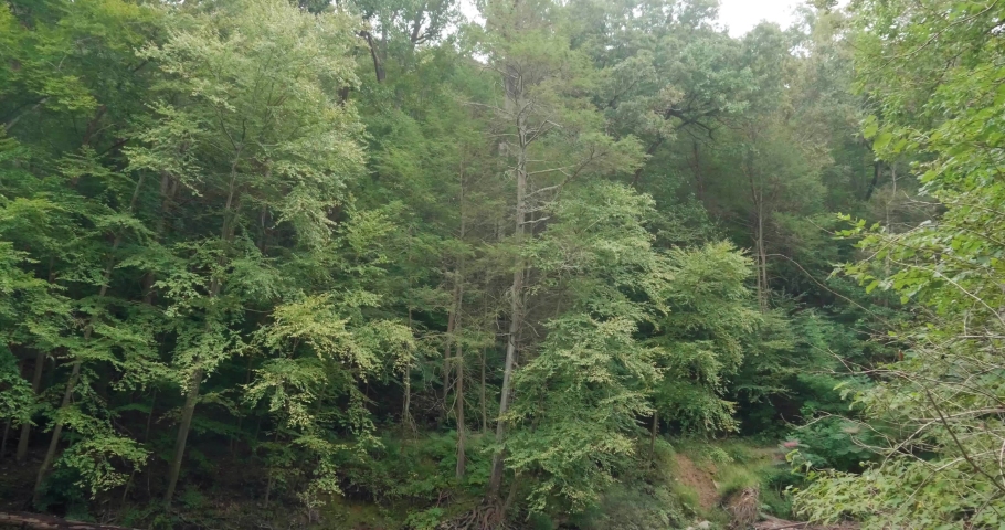 Wissahickon Creek flows over rocks, stones, trees in background