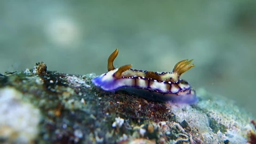 Krakatoa Hypselodoris slowly creeps on a stone lying on the seabed. Philippines. Anilao.