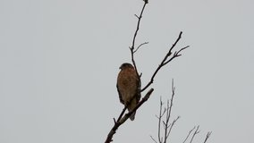 Red shouldered hawk perched on a large, barren branch in the pouring rain. Medium close. 20 sec/60 fps. Original speed. Clip 15