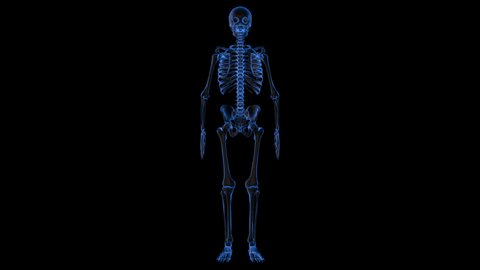 This stock motion graphics video shows a holographic image of the human skeleton rotating on an alpha channel background.
