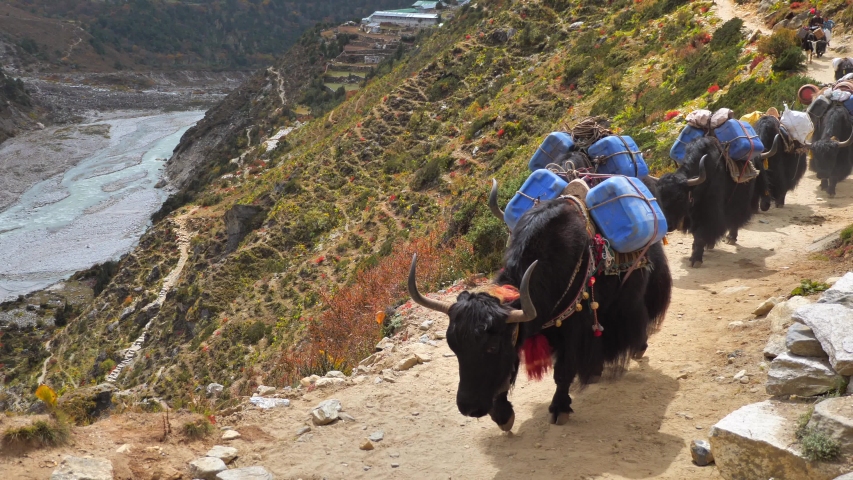 Yaks carry luggage en route to Mount Everest
