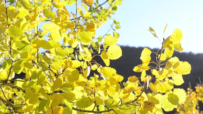 Beautiful golden poplar leaves on a tree branch on bright autumn day. Autumn colors in forest. Mountain landscape. Yellow foliage in fall season. Sun shining through leaves on trees in park, close up.