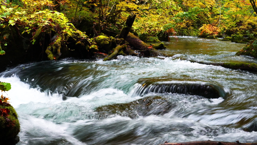 Beautiful view of clear stream rapid river flowing pass through the colorful foliage forest inautumn season at Oirase Stream Valley in Aomori Prefecture, Japan.