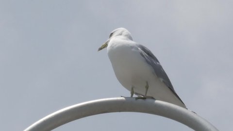 Seagull resting on a lamp post.