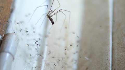 Long Legs Spider Mother Stock Photo 205620319