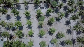 Aerial drone footage over the bright green coconut trees swinging under light breeze.showing the serene and calm environment of Rote islands, Indonesia.